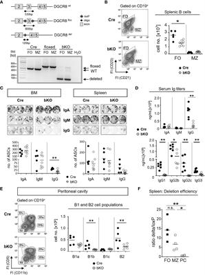 The microRNA processing subunit DGCR8 is required for a T cell-dependent germinal center response